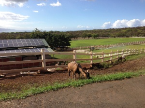 Silly goat, enjoying the views of upcountry Maui. WIth the ample sun on Omaopio, solar panels make sense for the dairy and the distillery! 