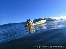 maui dog surfing hawaii