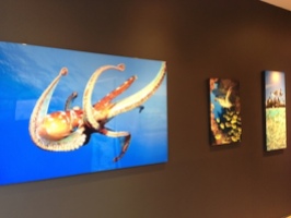 octopus photograph paia maui galllery