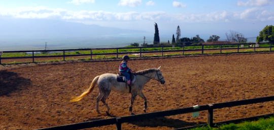 maui kula horseback riding lessons adults kids 