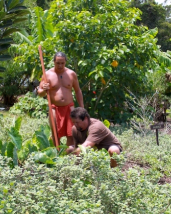 harvesting taro
