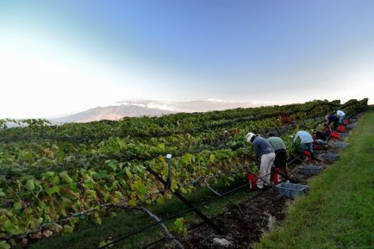 grape harvesting maui winery 
