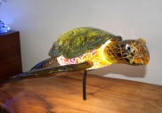turtle.glass