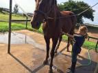 washing horses - maui horse camp spring break 2015
