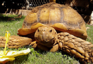 maui humane society tortoise 
